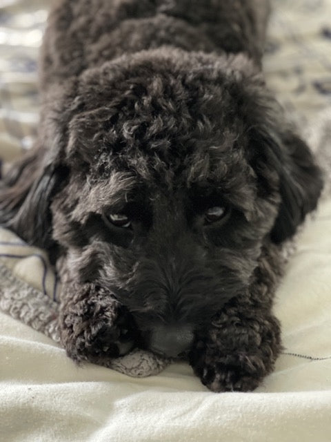 How to alleviate pet allergies